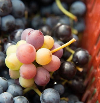 VENDANGES MANUELLES